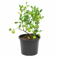 Lemon - 10" Pot