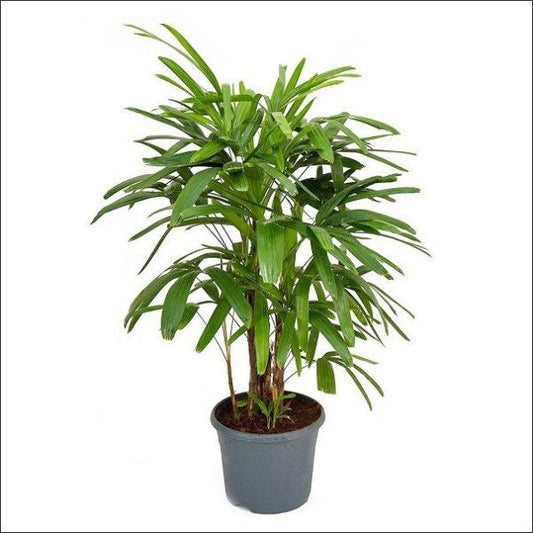 Raphis Palm, Lady Palm - Plant