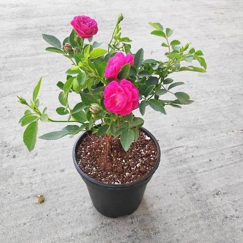 Miniature Rose, Button Rose (Red) - Plant