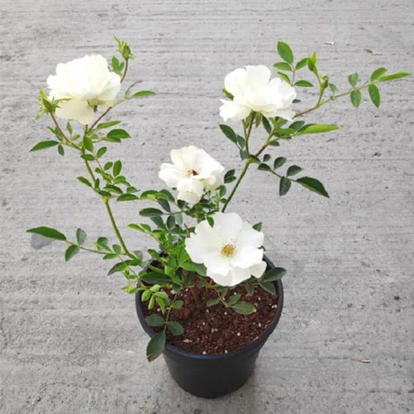Miniature Rose, Button Rose (White) - Plant