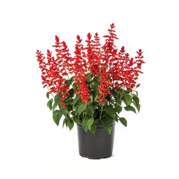 Salvia splendens (Any Color) - Plant