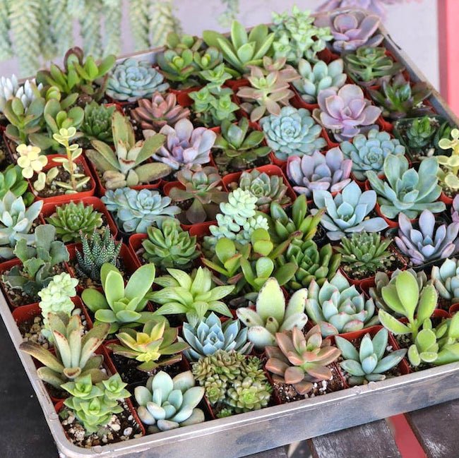 Pack of 4 Beautiful Succulents