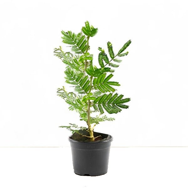 Shami Tree, Prosopis cineraria - Plant