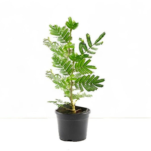 Shami Tree, Prosopis cineraria - Plant