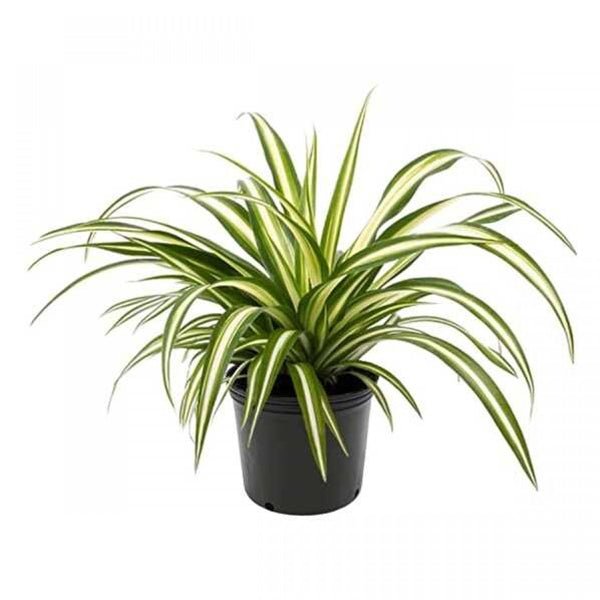 Top 2 Air Purifying Plants ( Syngonium + Spider Plant)