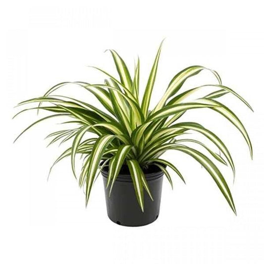 Top 2 Air Purifying Plants ( Syngonium + Spider Plant)