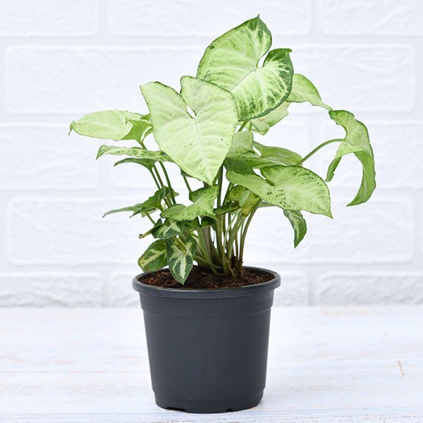 Syngonium silver pearl - 4" Pot