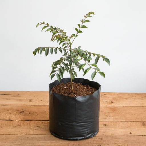 Curry Leaf - 6" Grow bag