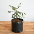 Curry Leaf - 10" Grow bag
