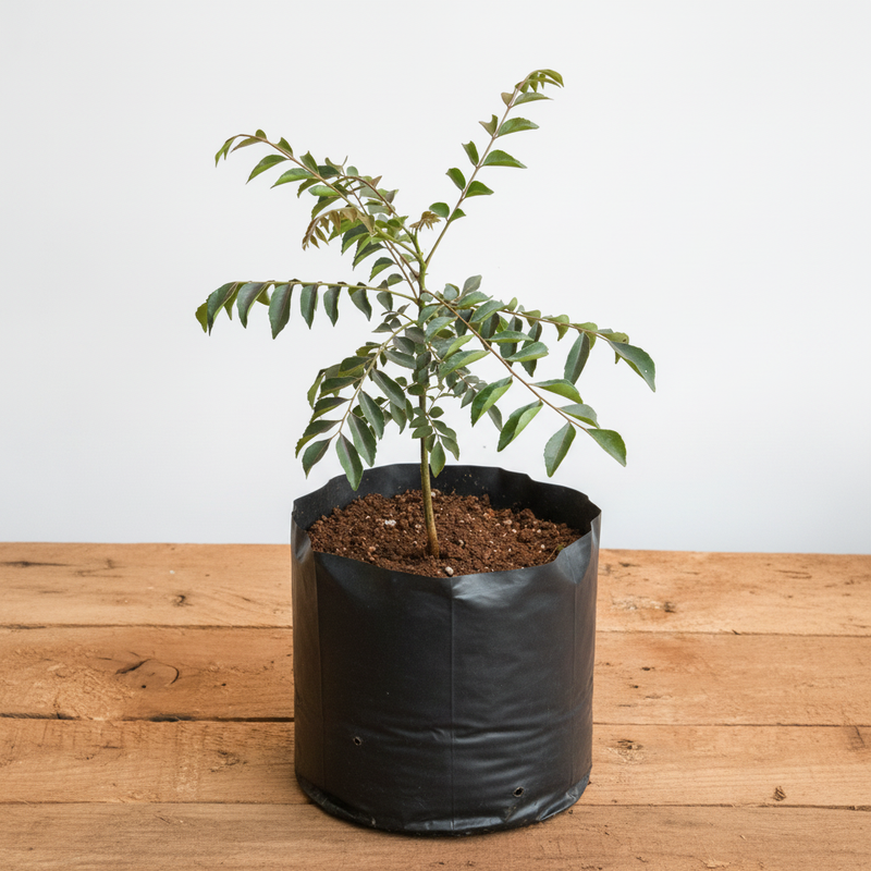 Curry Leaf - 10" Grow bag