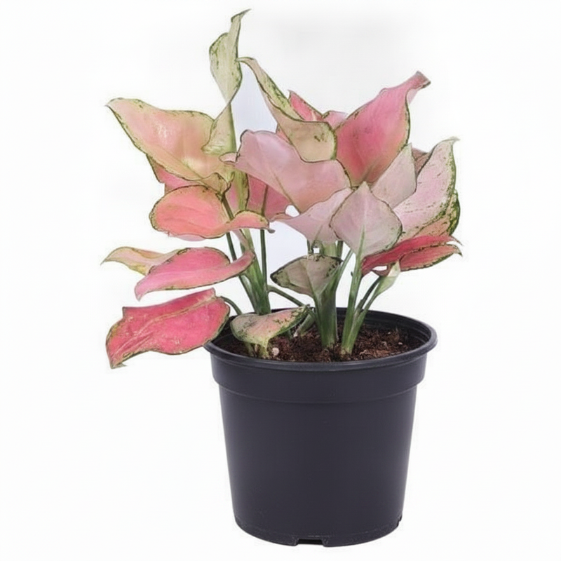 Aglaonema Valentine - 5" Pot