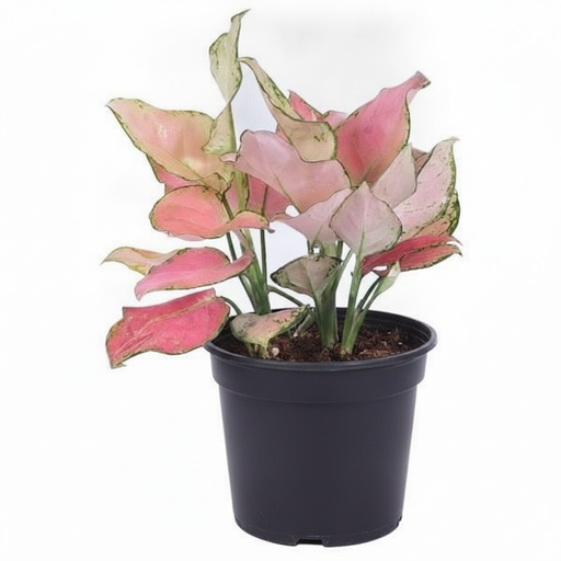 Aglaonema Valentine - 4" Pot