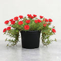 Portulaca 9 O' Clock Red - 5" Pot