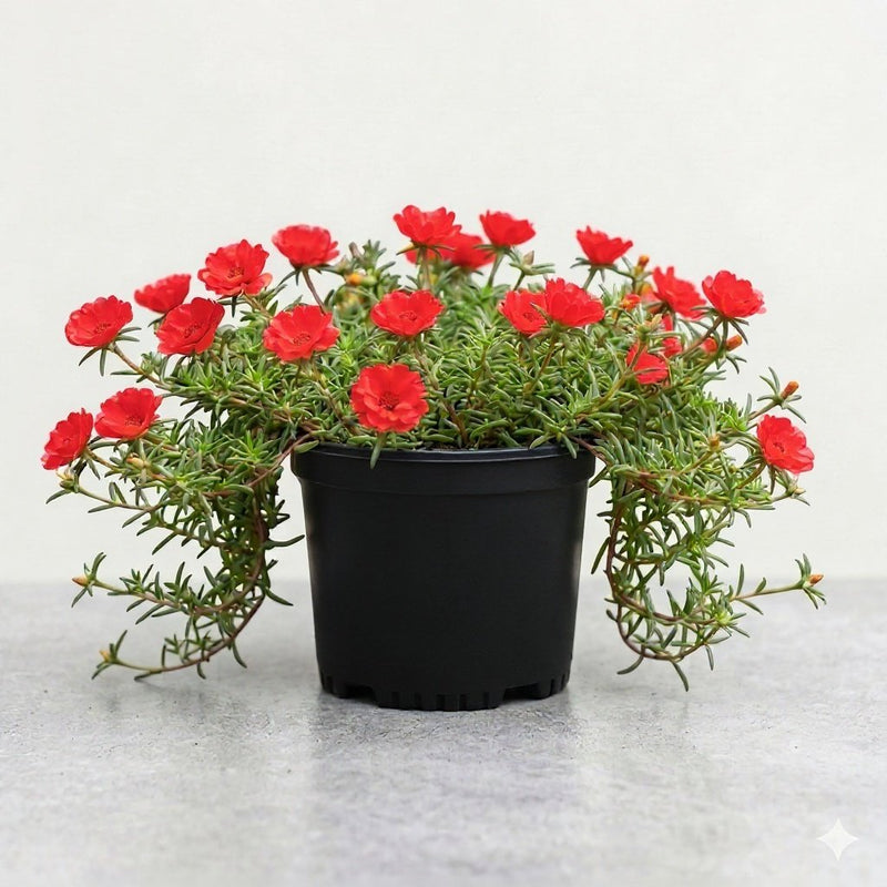 Portulaca 9 O' Clock Red - 6" Grow bag