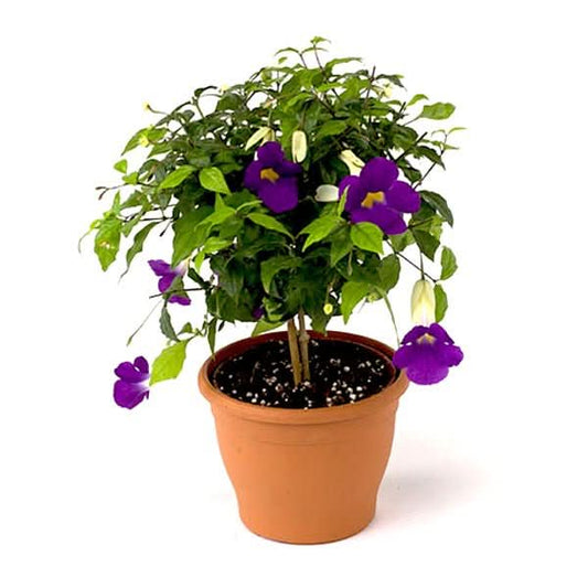 Thunbergia Erecta Nana, Bush Clock Vine (Blue) Plant in 10 inch Grow Bag