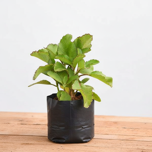 Bryophyllum, Patharchatta - 10" Grow bag