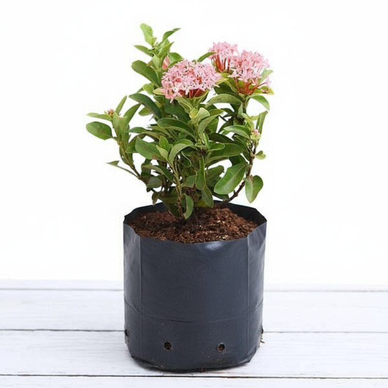 Ixora Mini Dwarf Mixed - 10" Grow bag