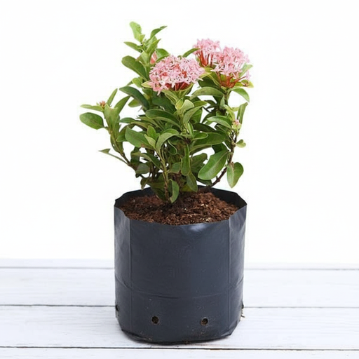 Ixora Mini Dwarf Pink - 6" Grow bag