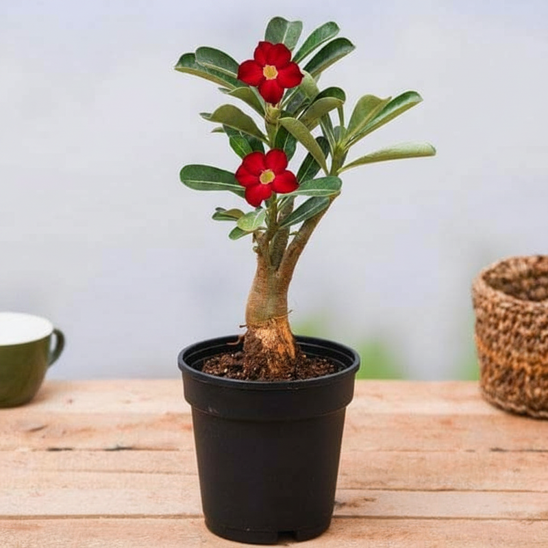 Desert Rose ( Grown through seed) - 5" Pot