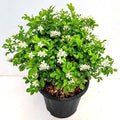 Jasmine Kamini - 6" Pot