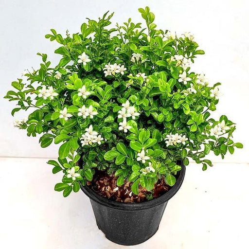 Jasmine Kamini - 7" Pot