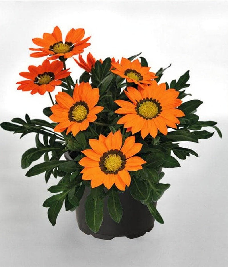 Gazania Orange - 5" Pot