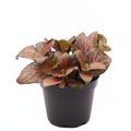 Nerve Plant Red - 4" Pot