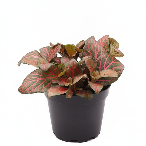 Nerve Plant Red - 4" Pot