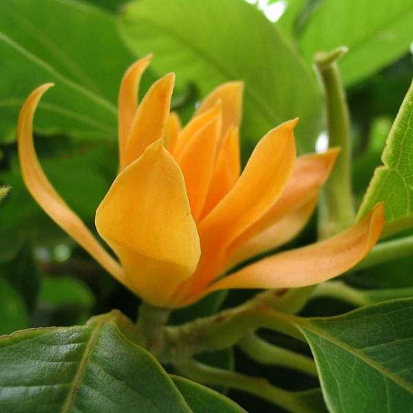 Champa Flower