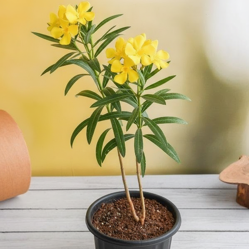 Oleander Yellow - 8" Pot