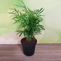 Chamaedorea Palm - 4" Pot