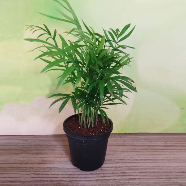 Chamaedorea Palm - 4" Pot