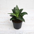 Sansevieria Hahnii Green - 5" Pot