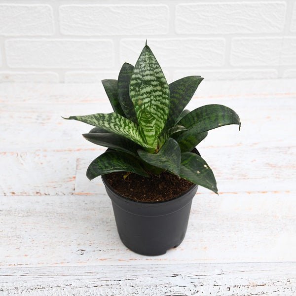 Sansevieria Hahnii Green - 5" Pot
