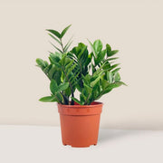 ZZ Plant - 12" Pot
